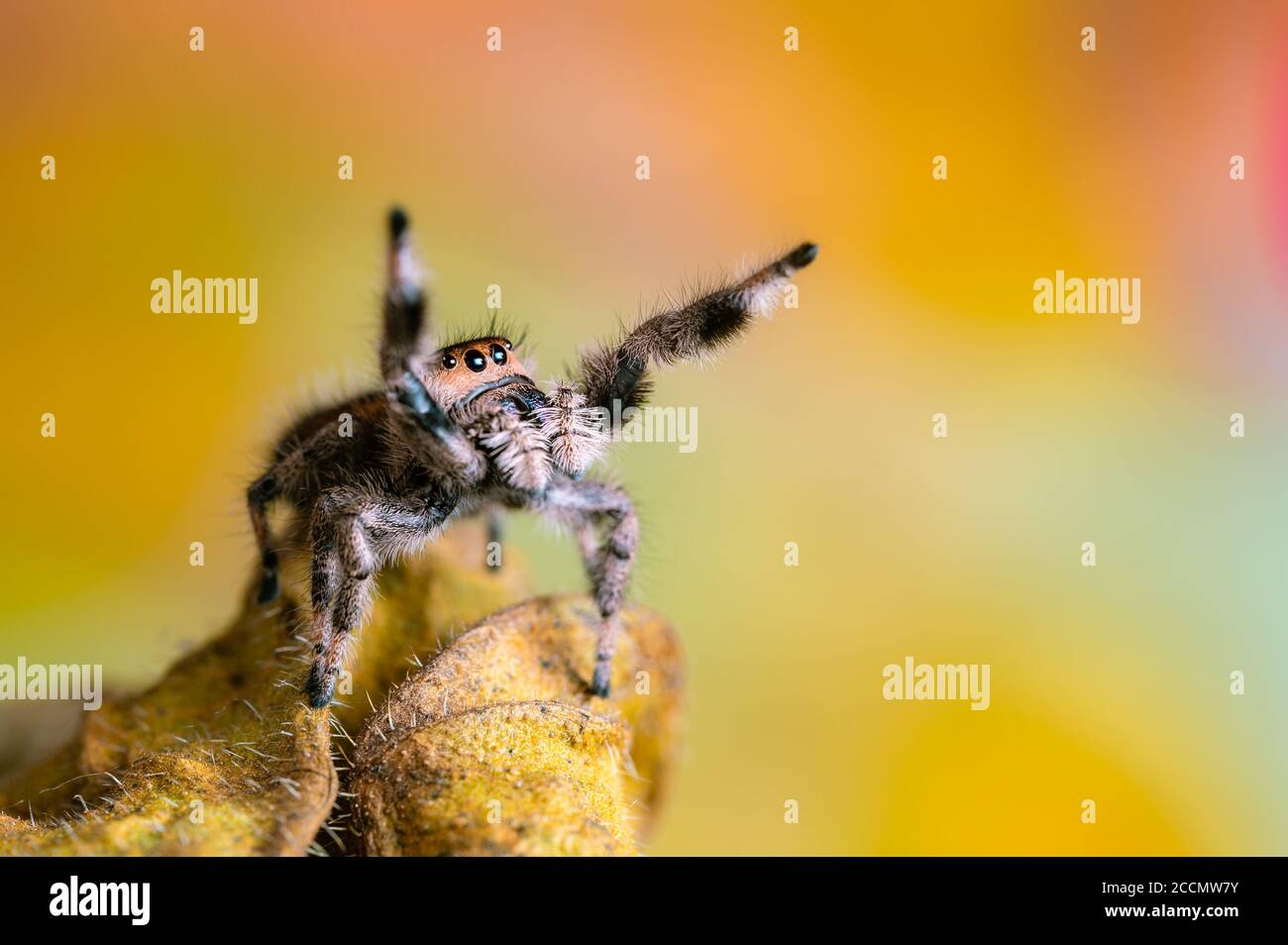 A female jumping spider (Phidippus regius) crawling on a dry leaf. Autumn warm colors, macro, sharp details. Beautiful huge eyes are looking at the ca Stock Photo