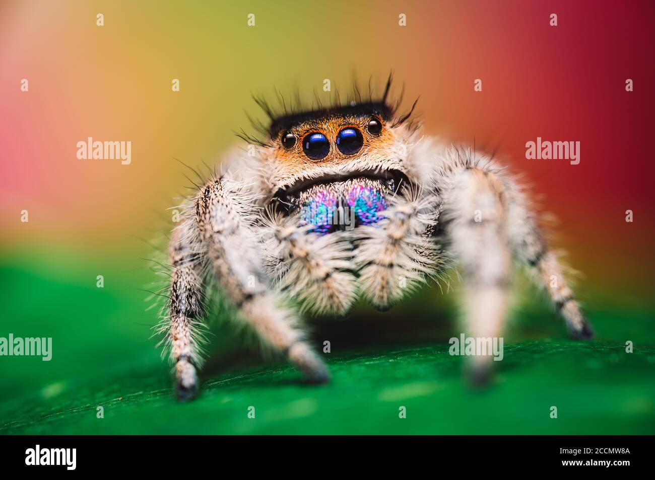 Green Jumping Spider Female Hi res Stock Photography And Images Alamy green-jumping-spider-female-hi-res-stock-photography-and-images-alamy