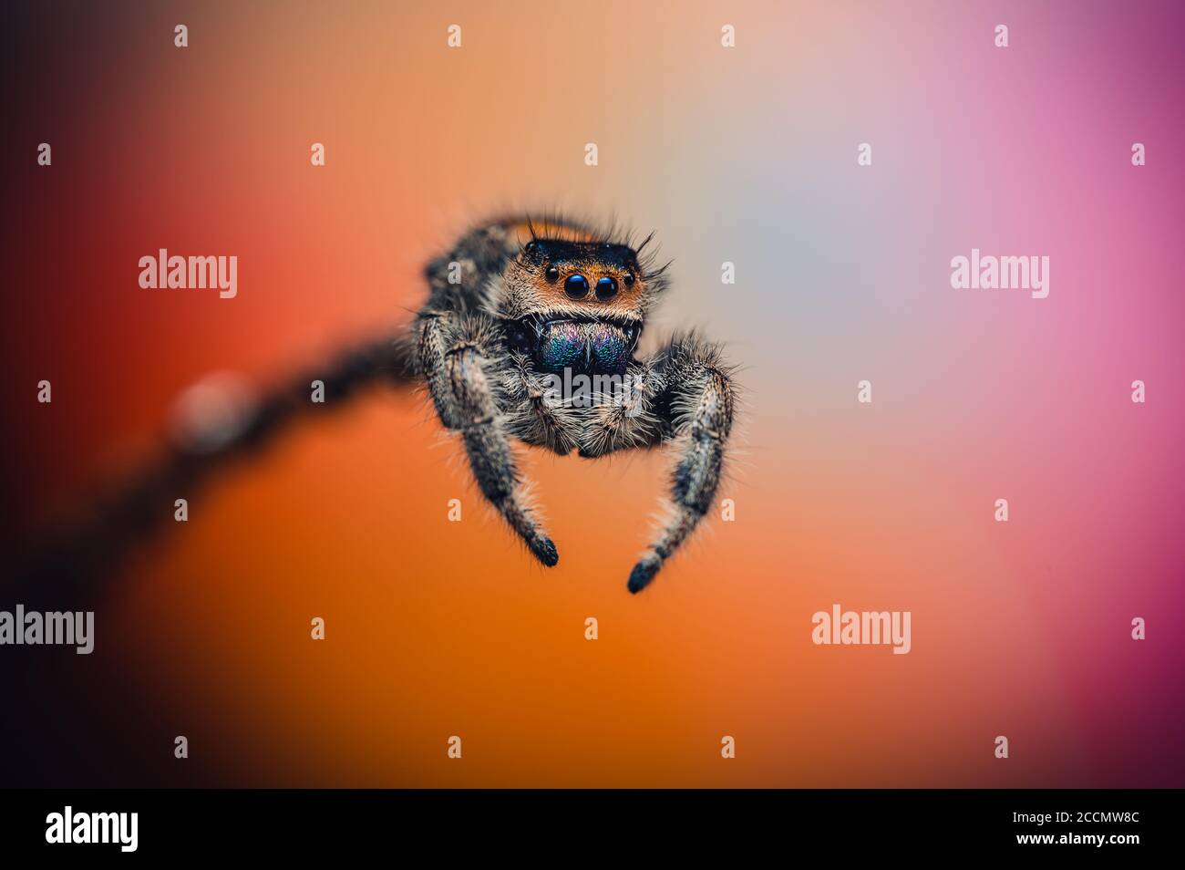 A female jumping spider (Phidippus regius) crawling on a twig. Autumn warm  colors, macro, sharp details. Beautiful big eyes Stock Photo - Alamy