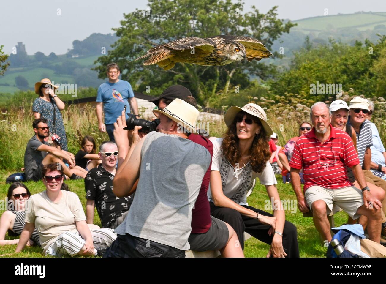 Carmarthen, Wales - August 2020: Eagle owl flying low over people's heads during a display in the National Botanical garden for Wales Stock Photo