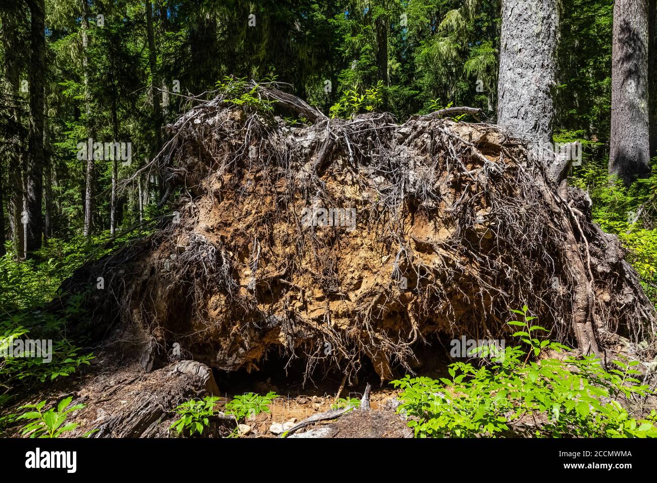 Fallen tree, toppled by high winds, in forest along the Snowgrass Trail in the Goat Rocks Wilderness, Gifford Pinchot National Forest, Washington Stat Stock Photo