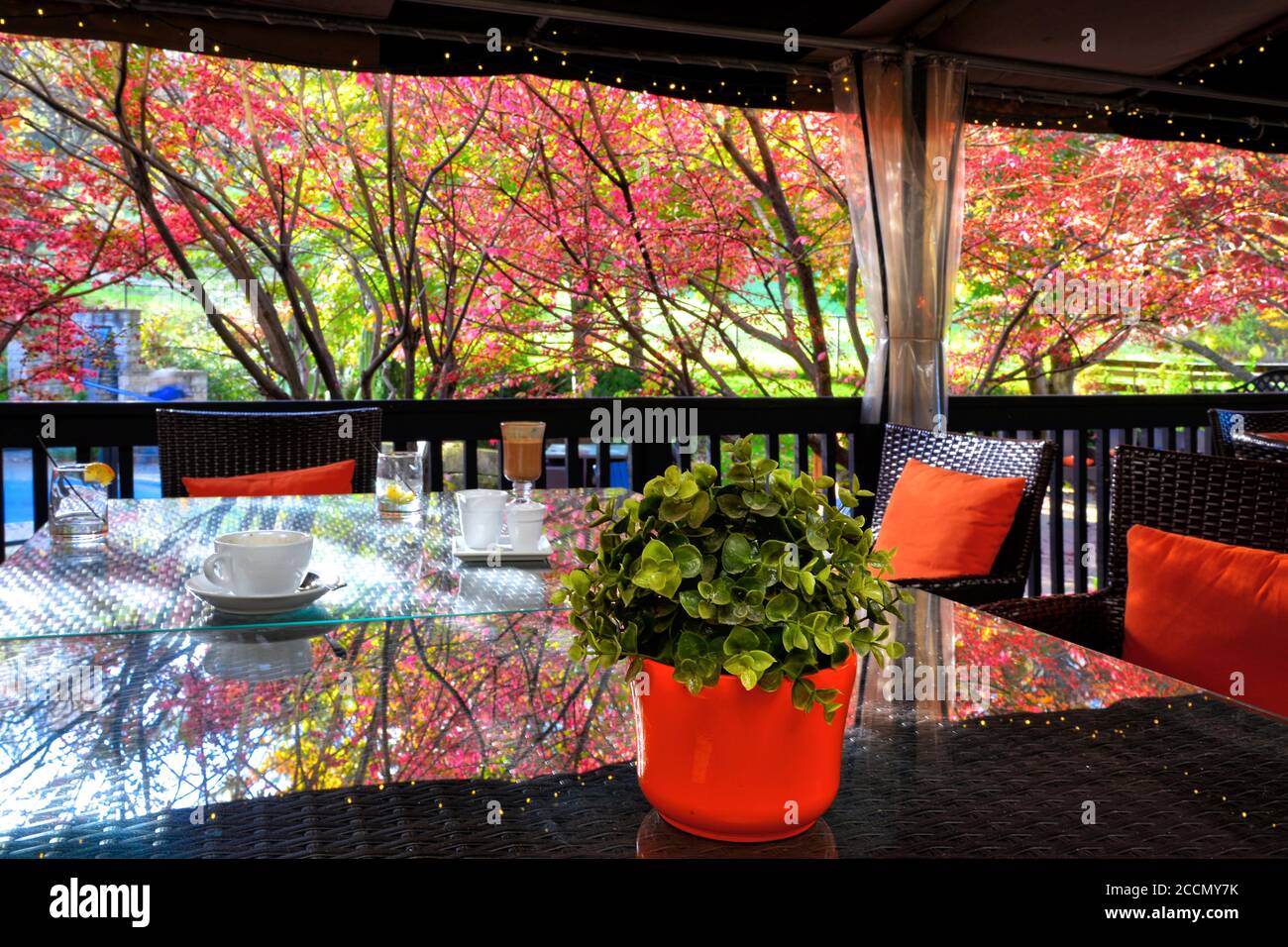 Reflection of the autumn leaves color on a dining table in a tourist resort Stock Photo