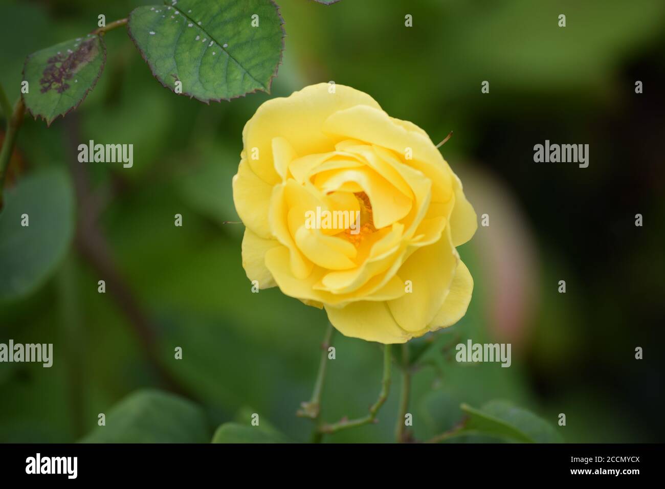Lemon yellow rose hi-res stock photography and images - Alamy