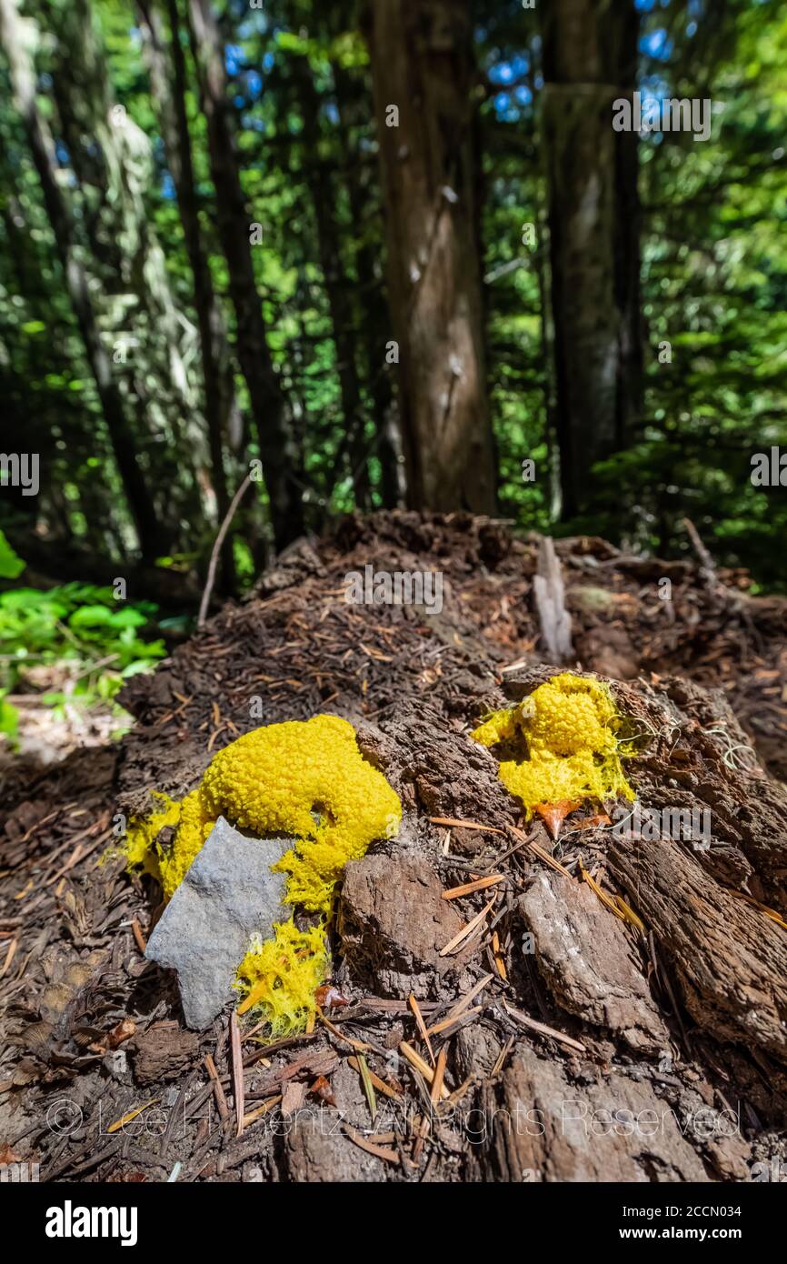 Dog Vomit Slime Mold, Fuligo septica, on forest floor along Snowgrass Trail in the Goat Rocks Wilderness, Gifford Pinchot National Forest, Washington Stock Photo