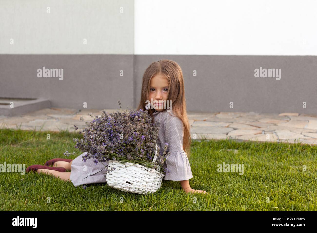 Adorable child in grey dress holding armful of lavender in white basket Stock Photo