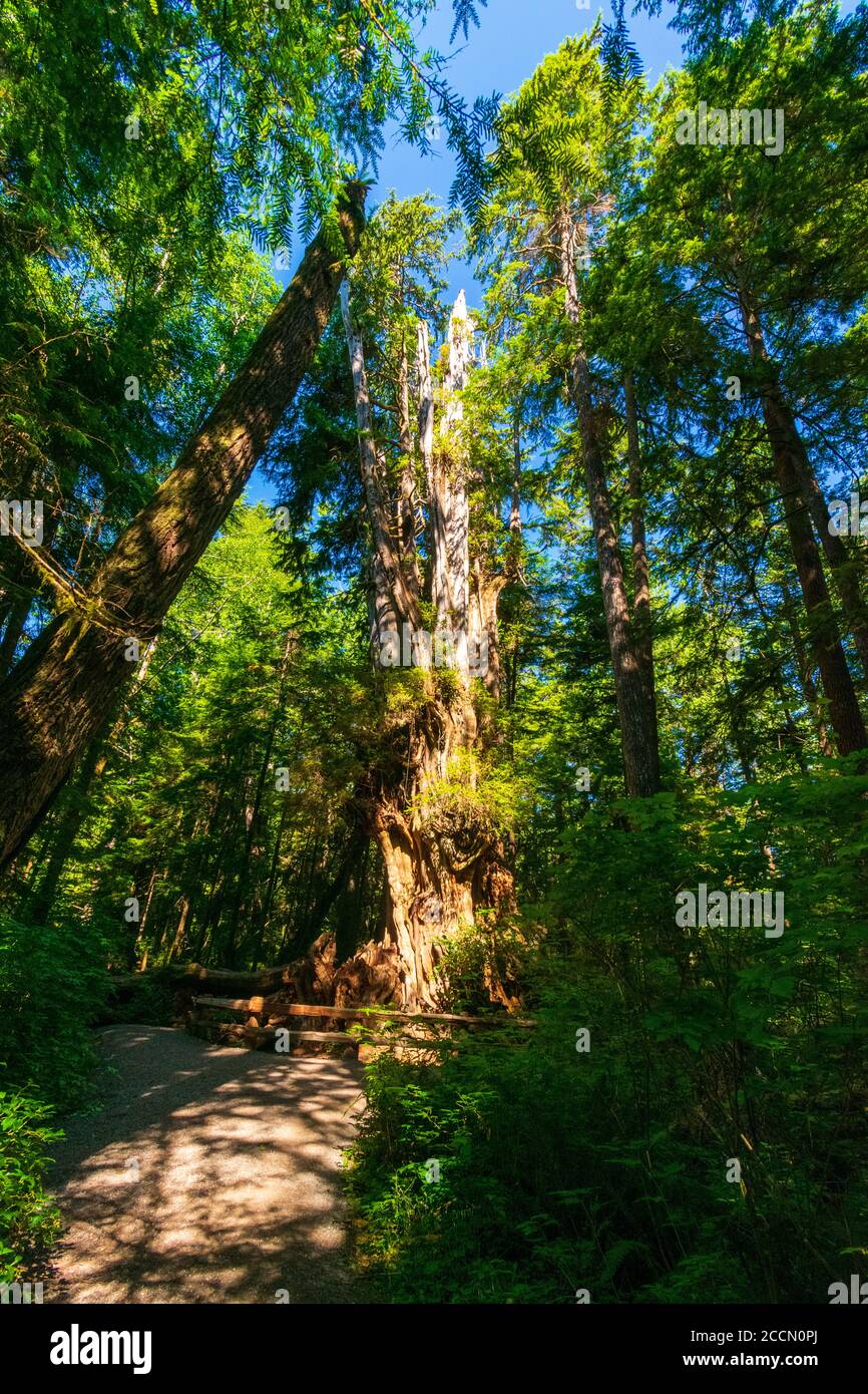 Kalaloch big cedar tree hires stock photography and images Alamy
