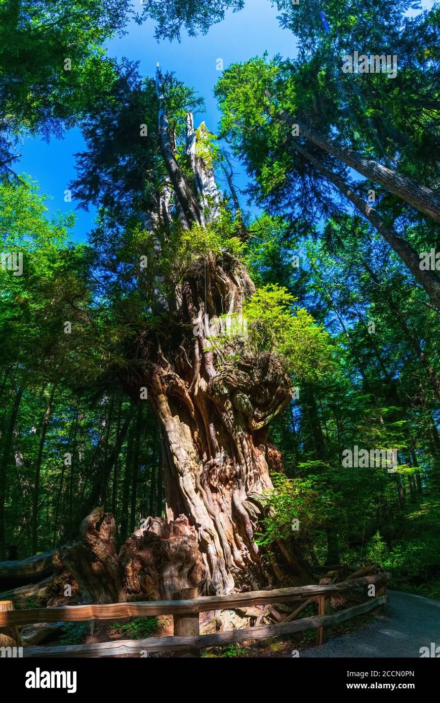 Pacific Northwest Big Trees High Resolution Stock Photography and