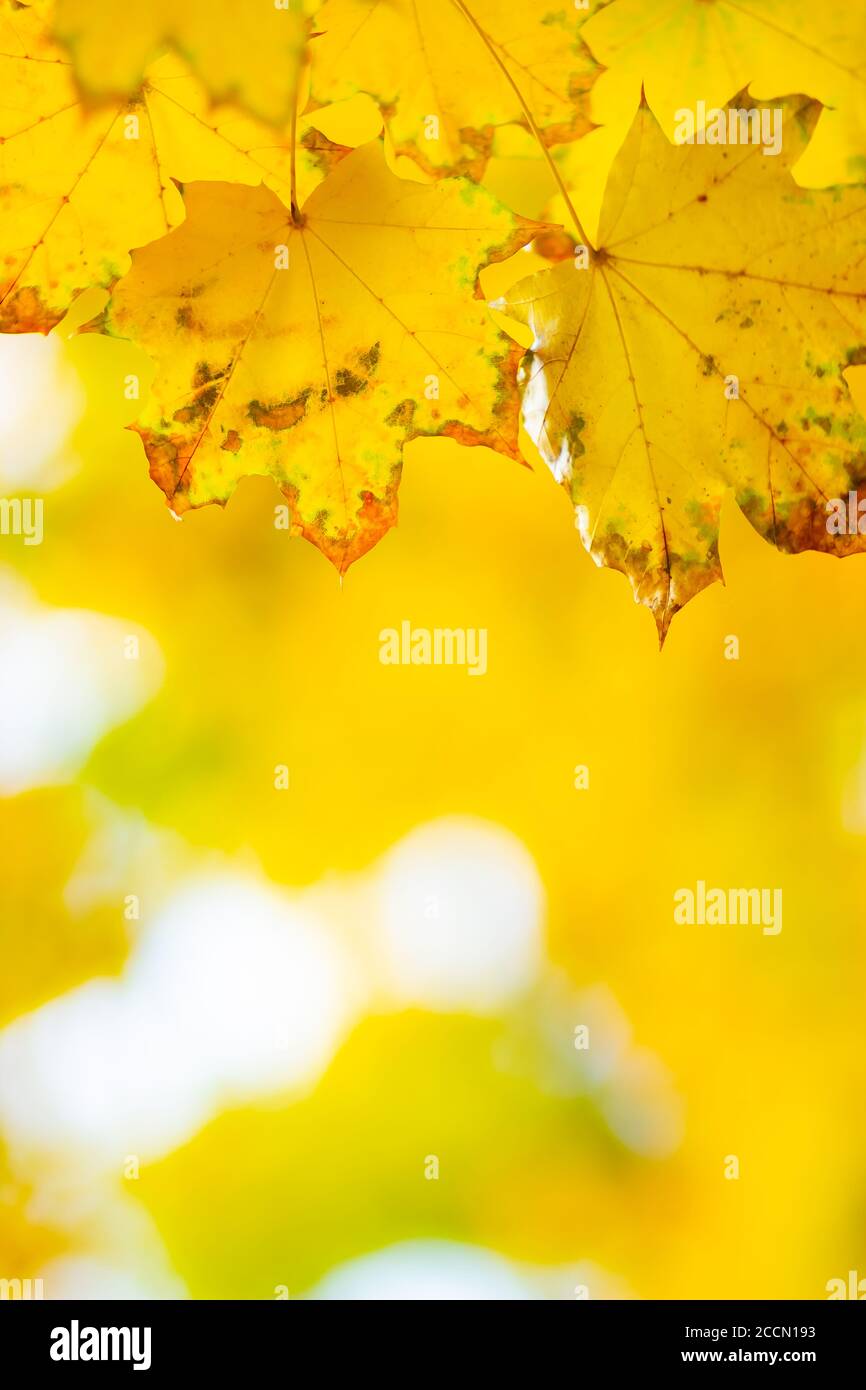 Maple leaves in autumn forest. Tree branch with autumn leaves. Yellowed ...