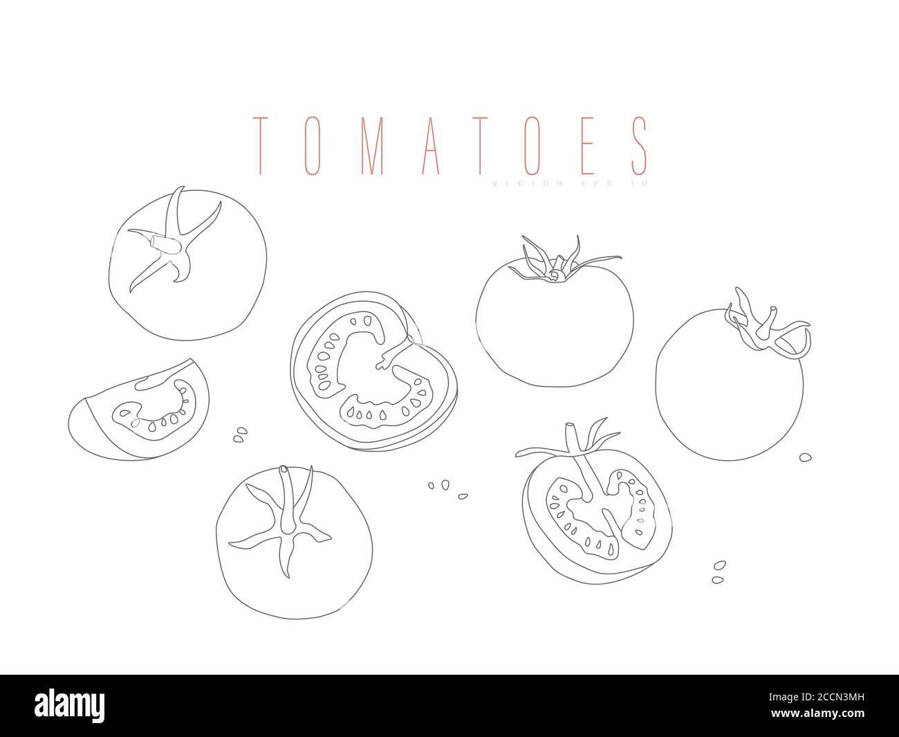 Whole and cut tomatoes. Vector outline isolated on white background.  Stock Vector