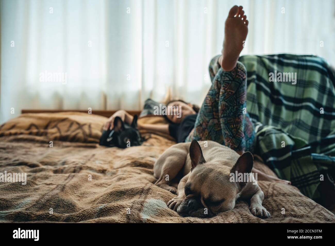 woman resting with couple of lovely french bulldog pets on bed at home Stock Photo