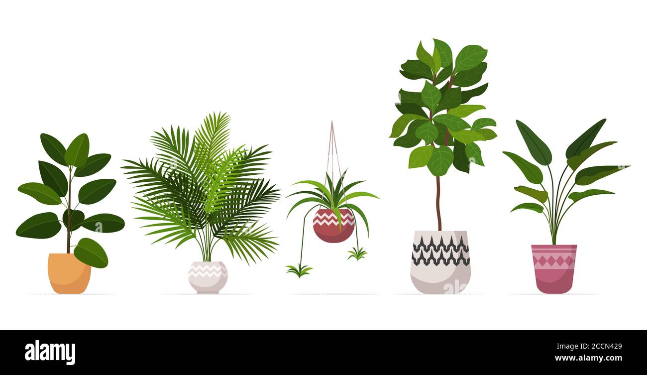 set decorative houseplants planted in ceramic pots different garden