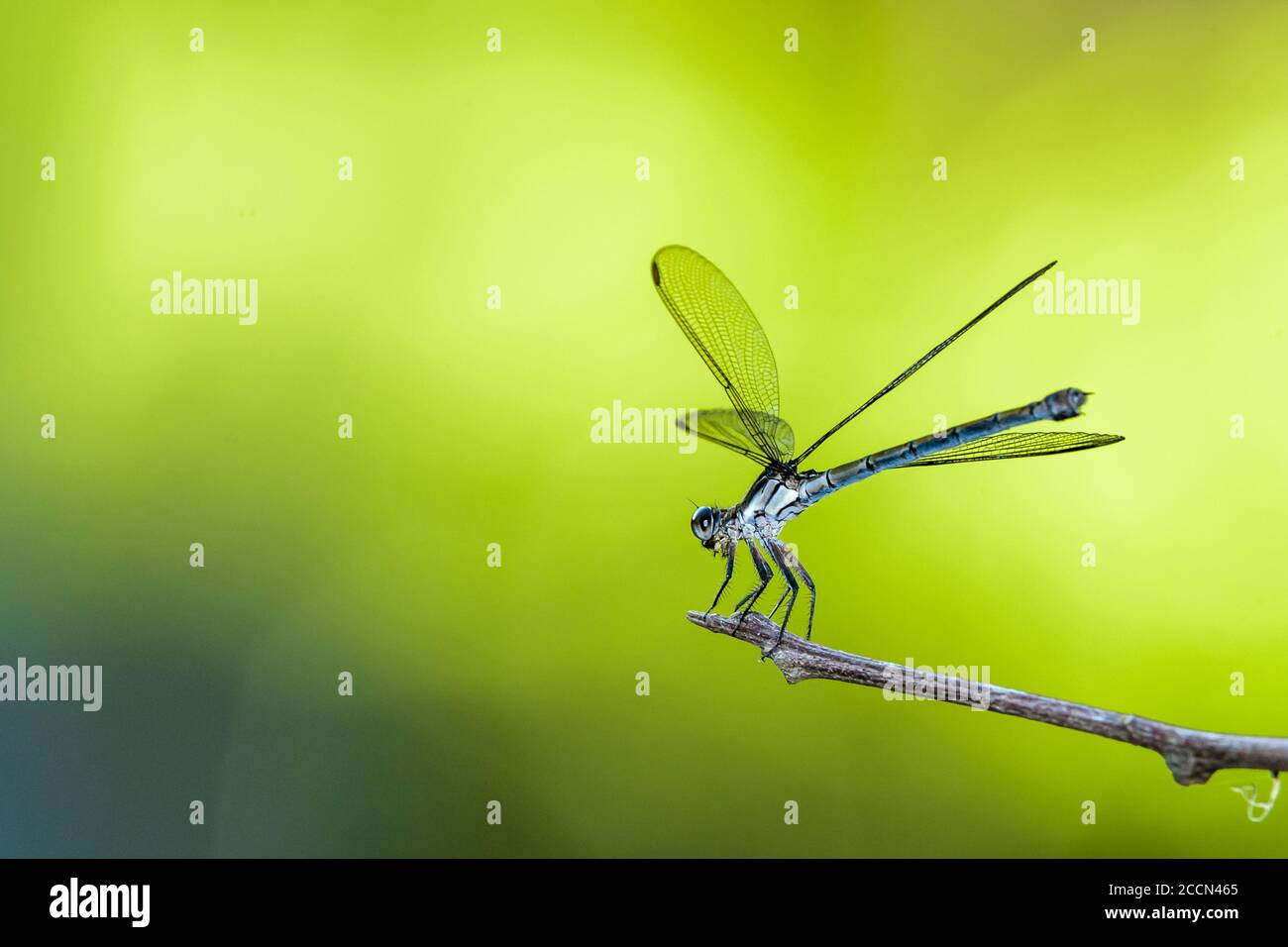 A close-up, side-on of a blue dragonfly, between hunting forays, resting on a twig with an out of focus green background in Cairns, Australia. Stock Photo