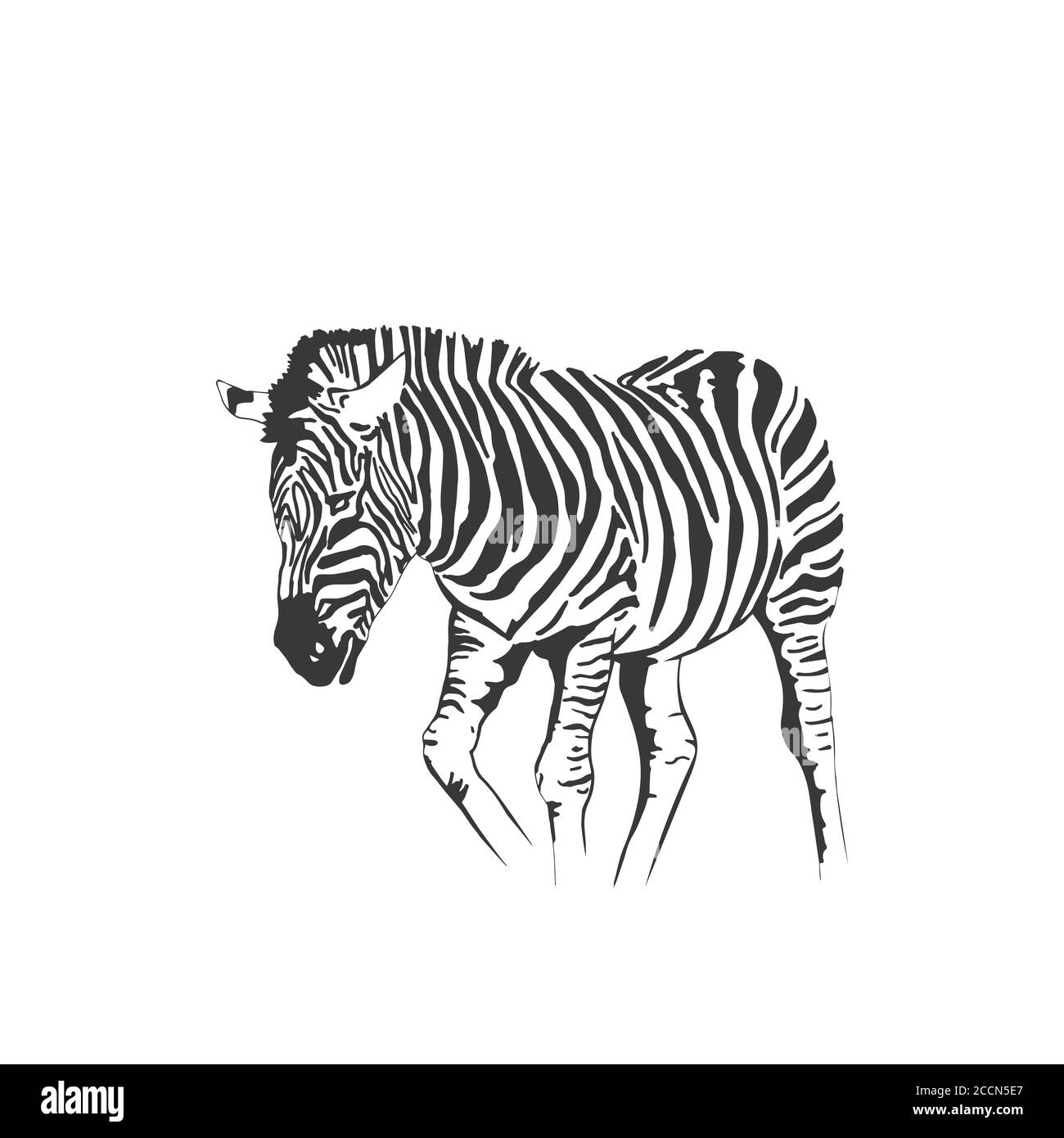 Vector zebra standing isolated on white background, graphical sketch ...