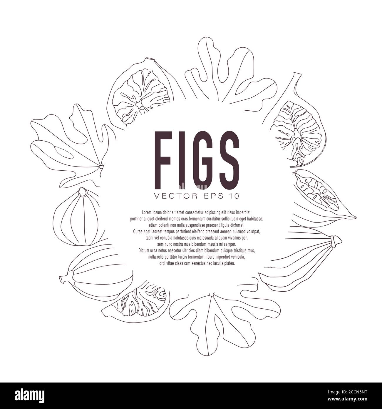 Vector illustration of figs, whole and in section. Flat style with outline. Stock Vector