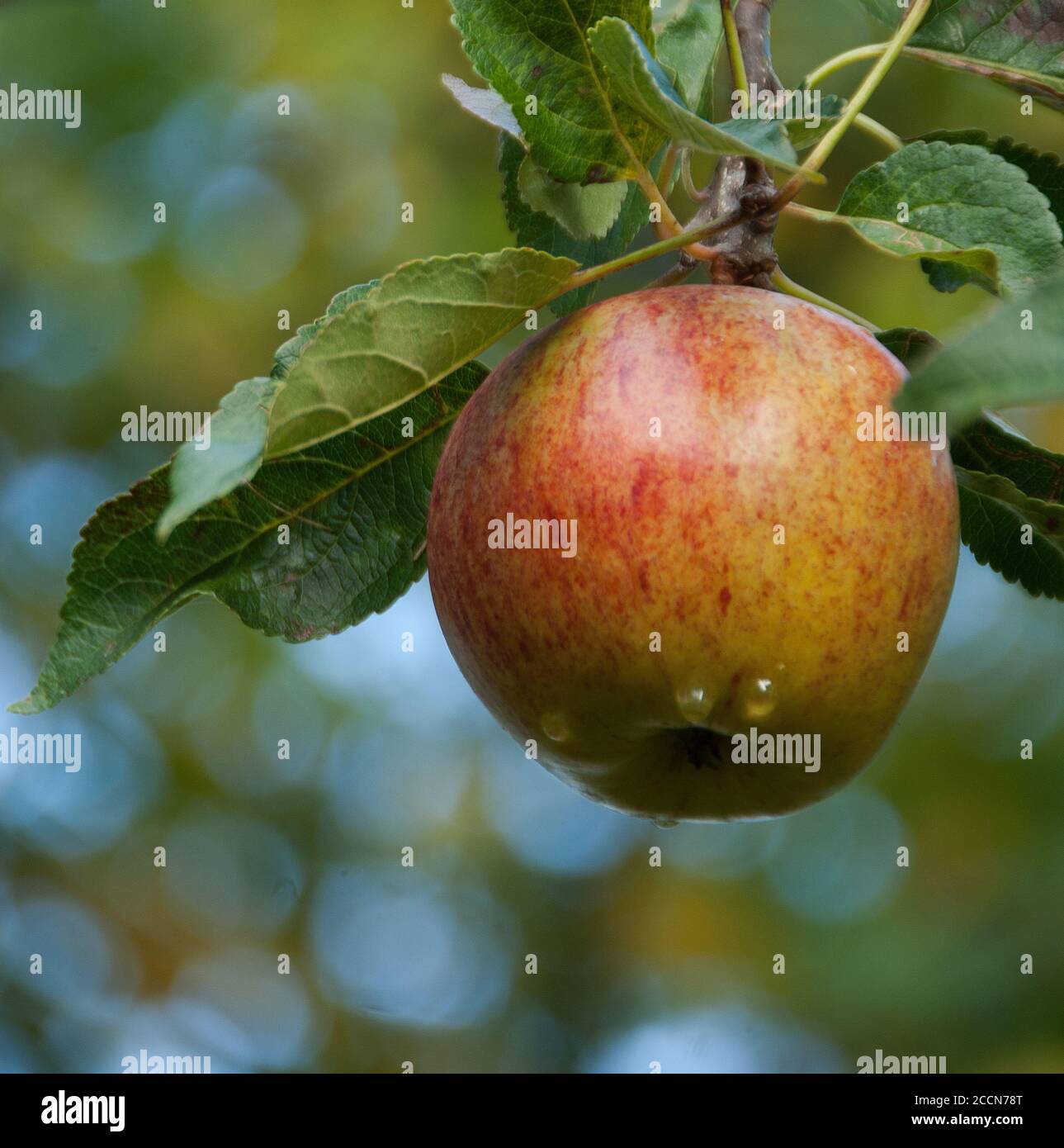 Malus domestica 'James Grieve' ' is a culinary or dessert cultivar. Suitable for northerly, colder rainfall areas. Good, regular crops of apples, yell Stock Photo