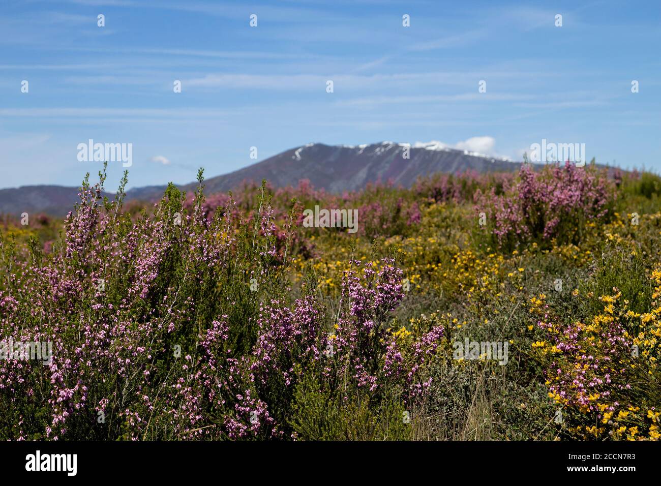 Wild heath and gorse flowers blooming in spring Stock Photo