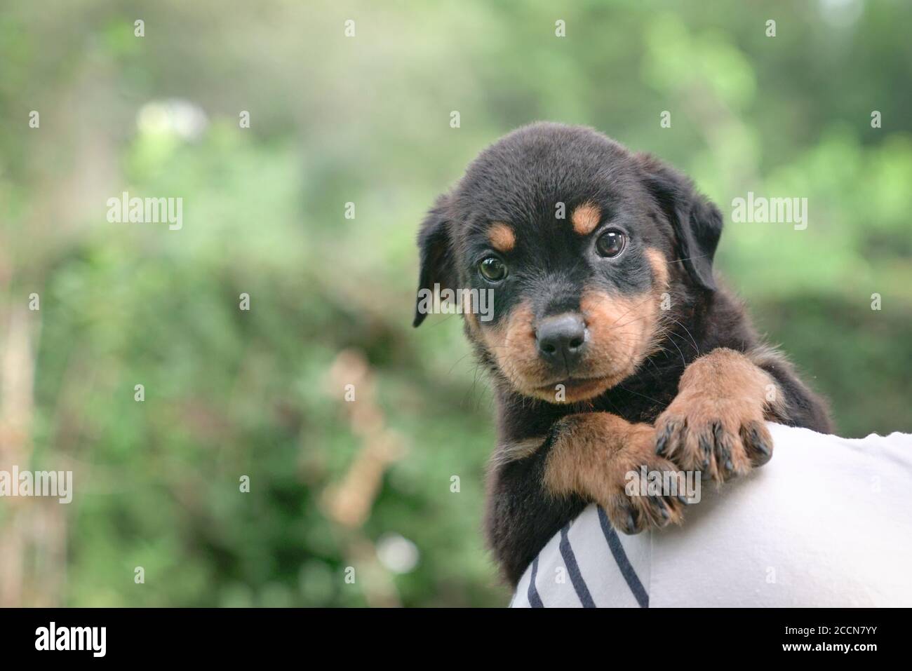 Cute puppy dog cling on the shoulder of adult man. Looking at camera. Copy space. Stock Photo