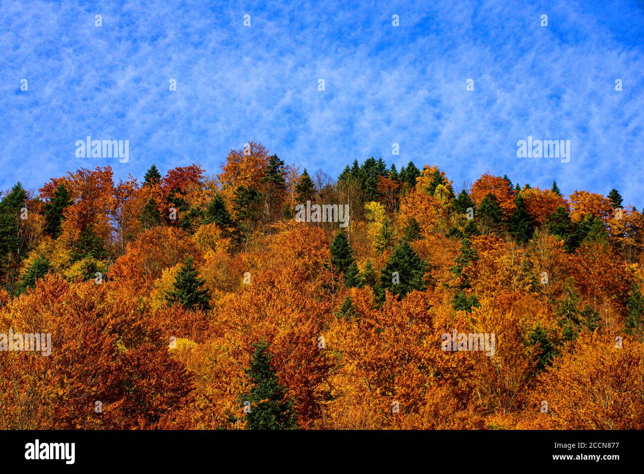 Autumn forest nature. Colorful foliage. Beautiful autumn landscape with ...
