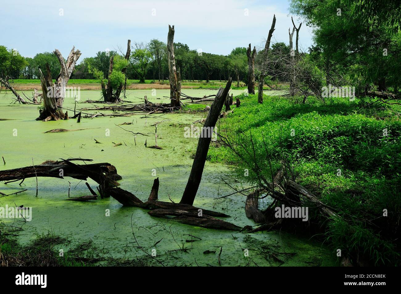 A lowland swamp covered with algae and deadwood trees. Stock Photo