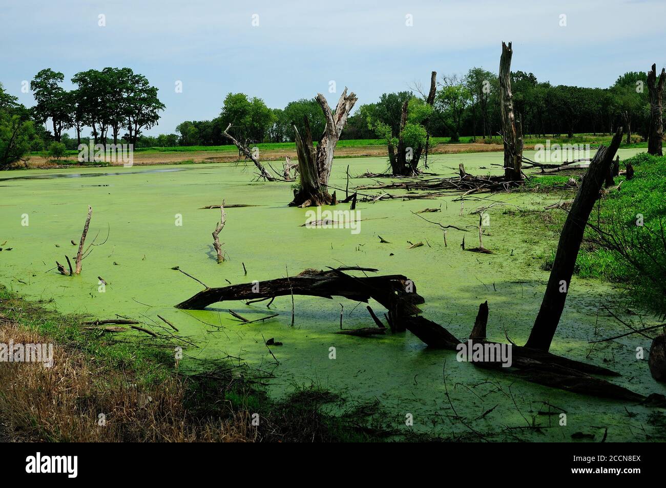 A lowland swamp covered with algae and deadwood trees. Stock Photo