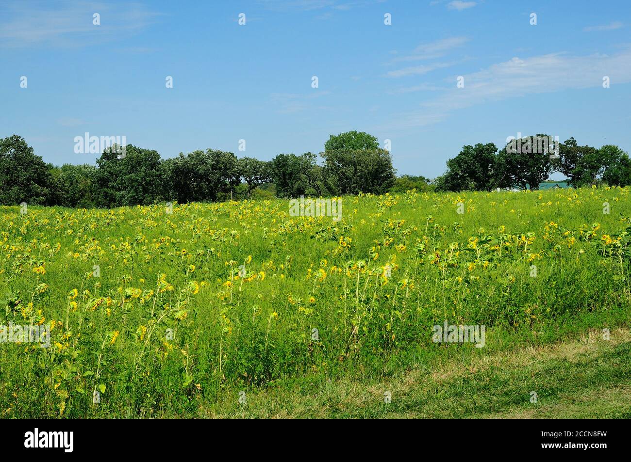 A field of sunflowers growing in Northern Illinois, USA. Stock Photo