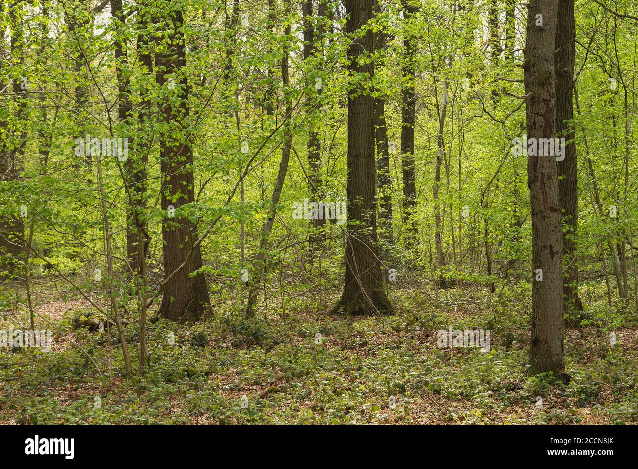 Green forest landscape in spring Stock Photo