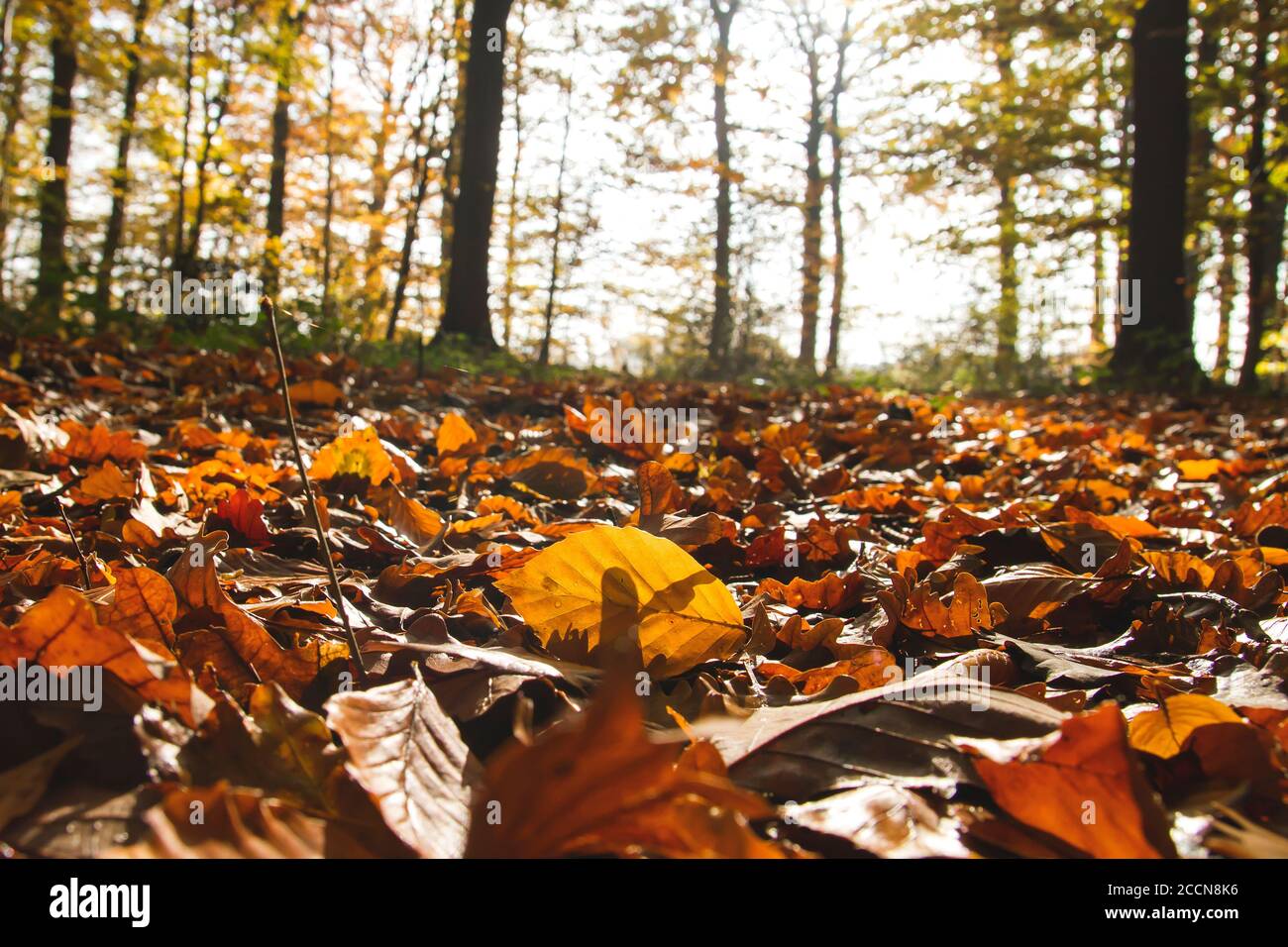 Autumnal fallen leaves in deciduous forest Stock Photo - Alamy