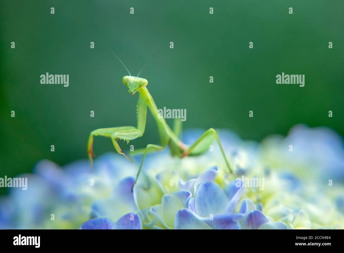 Praying mantis on hydrangea flower Stock Photo