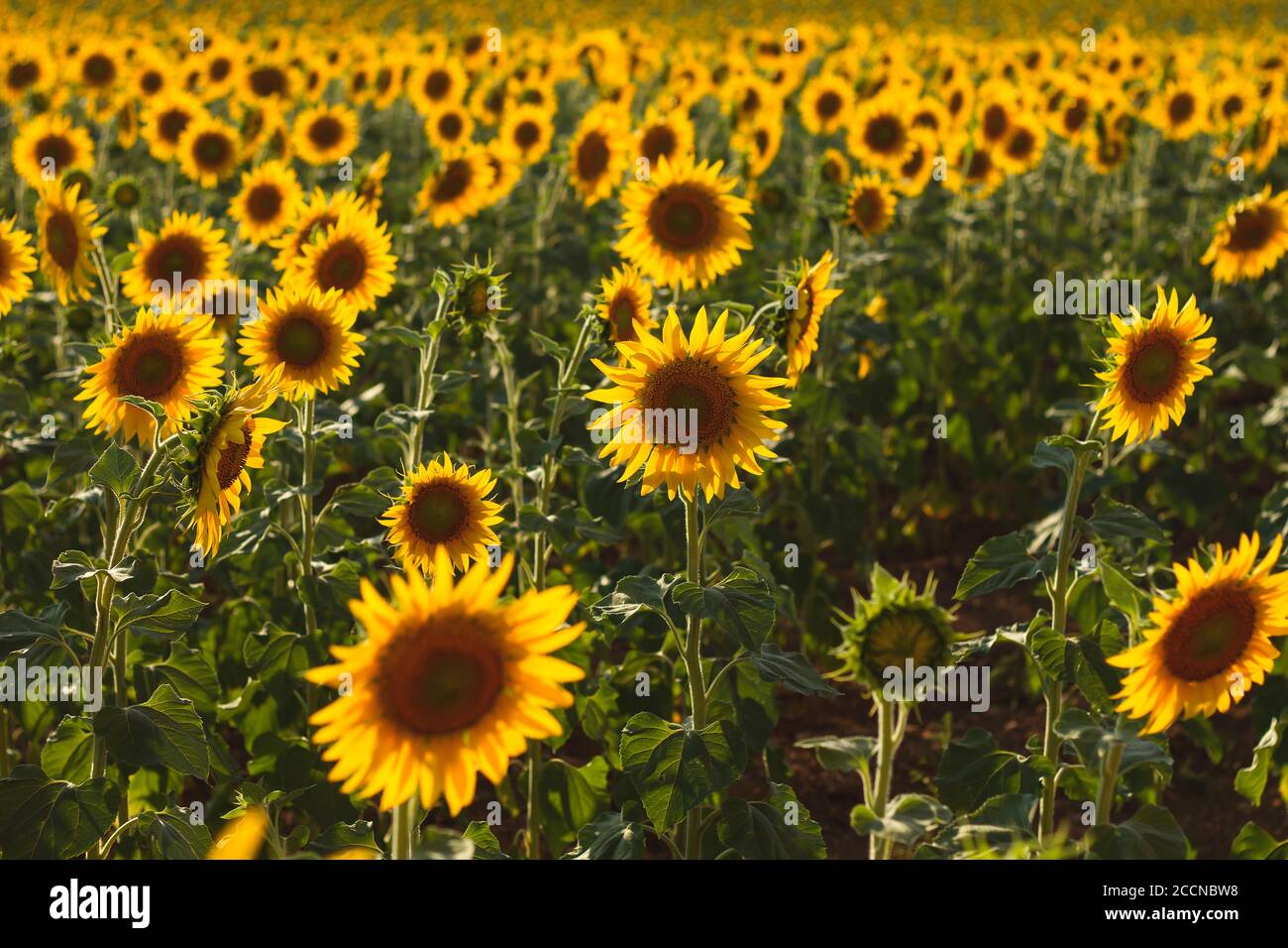 Sunflowers field landscape in bloom Stock Photo