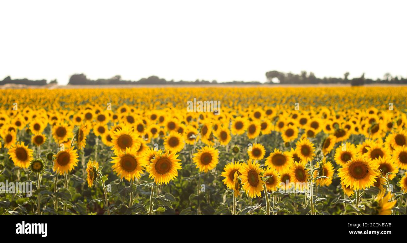 Sunflowers field landscape in bloom Stock Photo