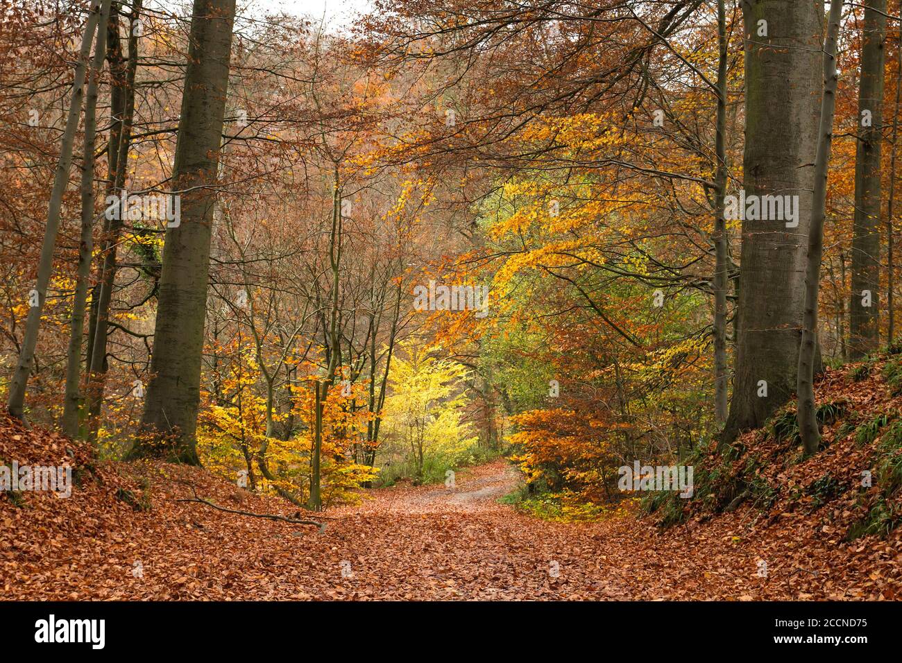 Woods woodland trees hi-res stock photography and images - Alamy
