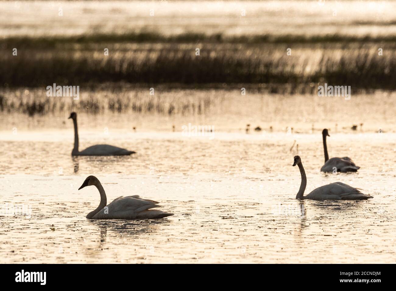 Trumpeter swans (Cygnus buccinator) on Phantom Lake at sunrise.. Crex