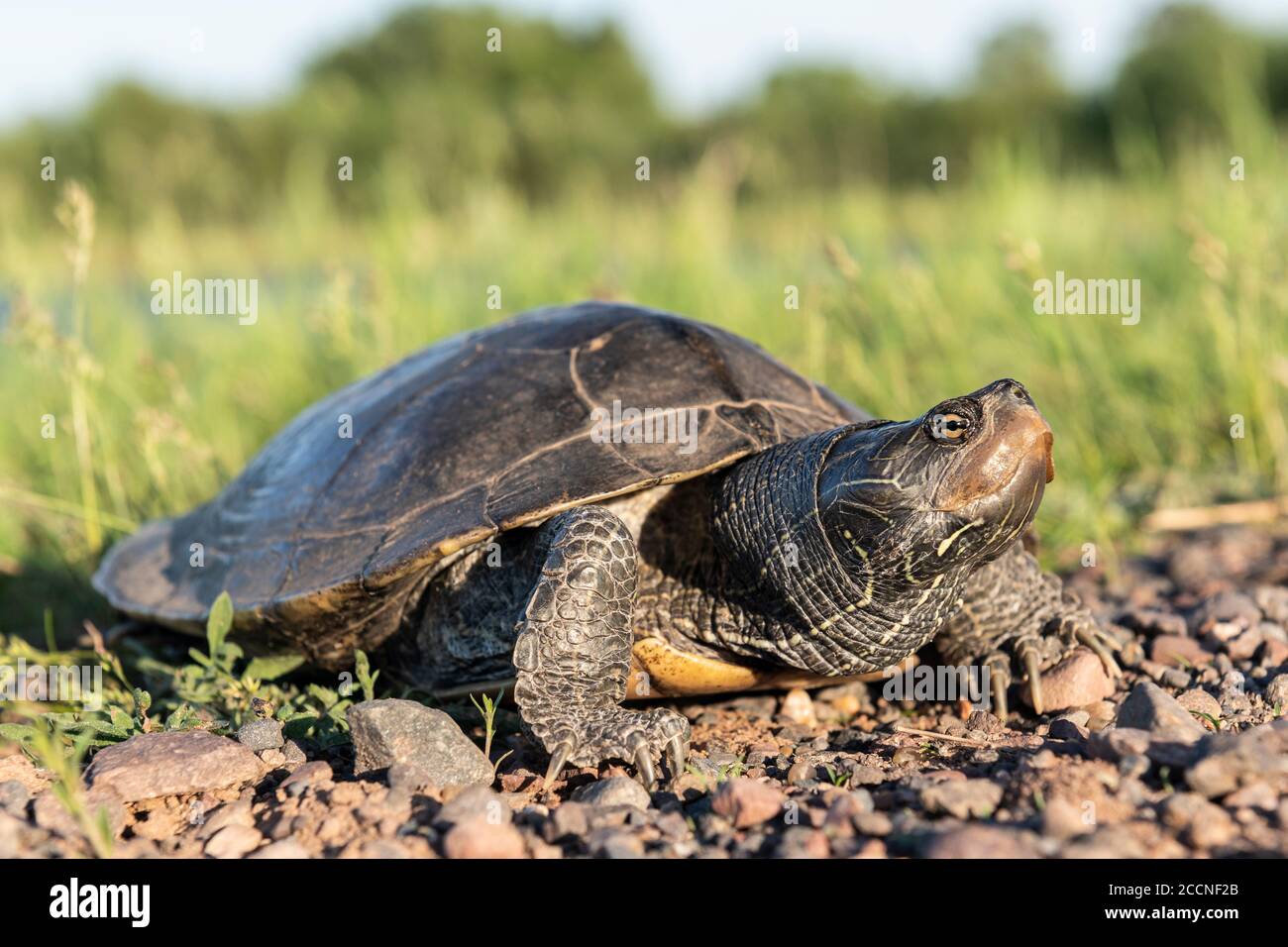 Common map turtle (Graptemys geographica), midwestern and Great Lakes ...