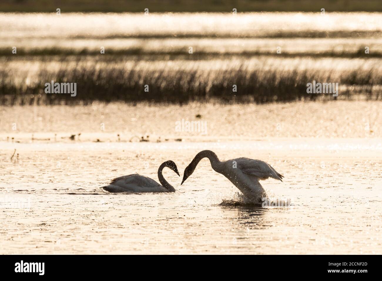 Trumpeter swans (Cygnus buccinator) on Phantom Lake at sunrise.. Crex