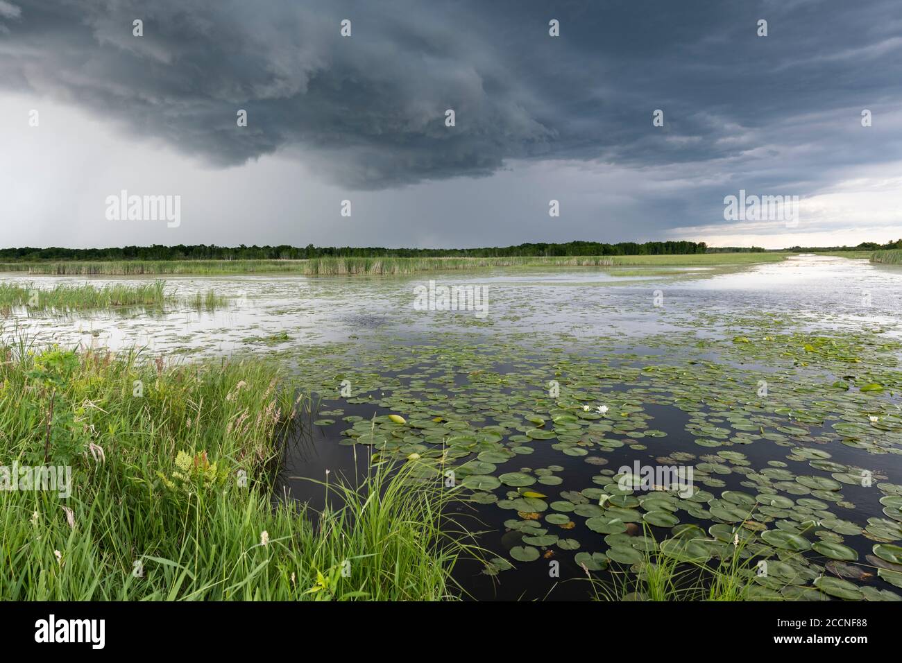 Approaching thunderstorms over wetland, Summer, WI, USA, by Dominique Braud/Dembinsky Photo Assoc Stock Photo