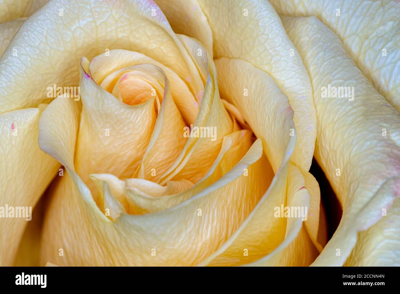 Red Tipped Yellow Roses Stock Photo
