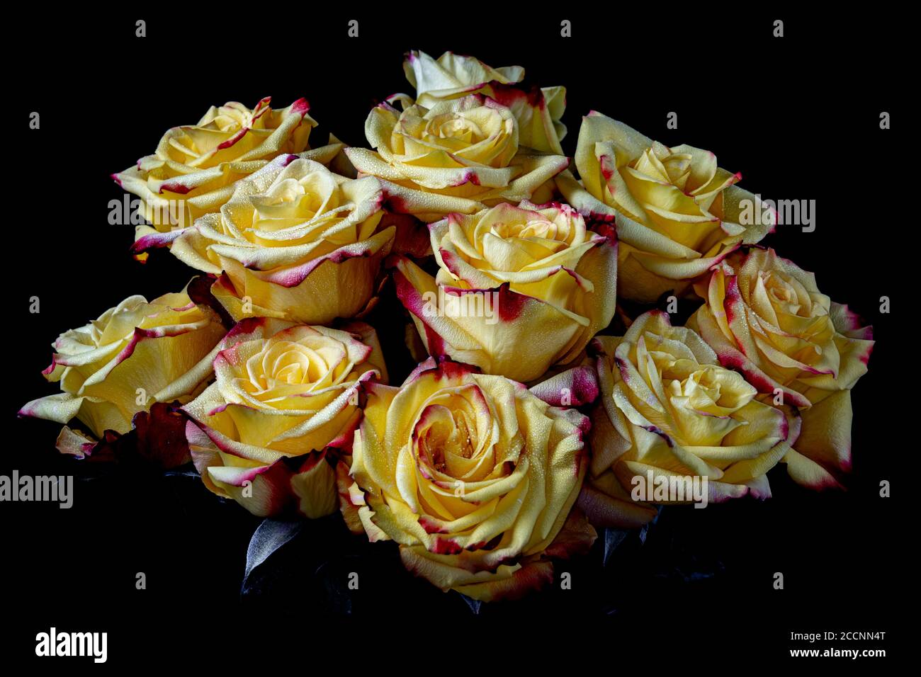 Red Tipped Yellow Roses Stock Photo