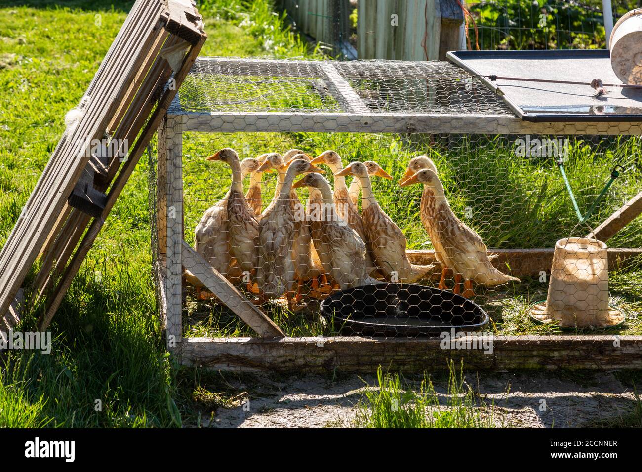 Indian Runner ducks in a cage on a DeKalb County farm near Spencerville, Indiana, USA. Stock Photo