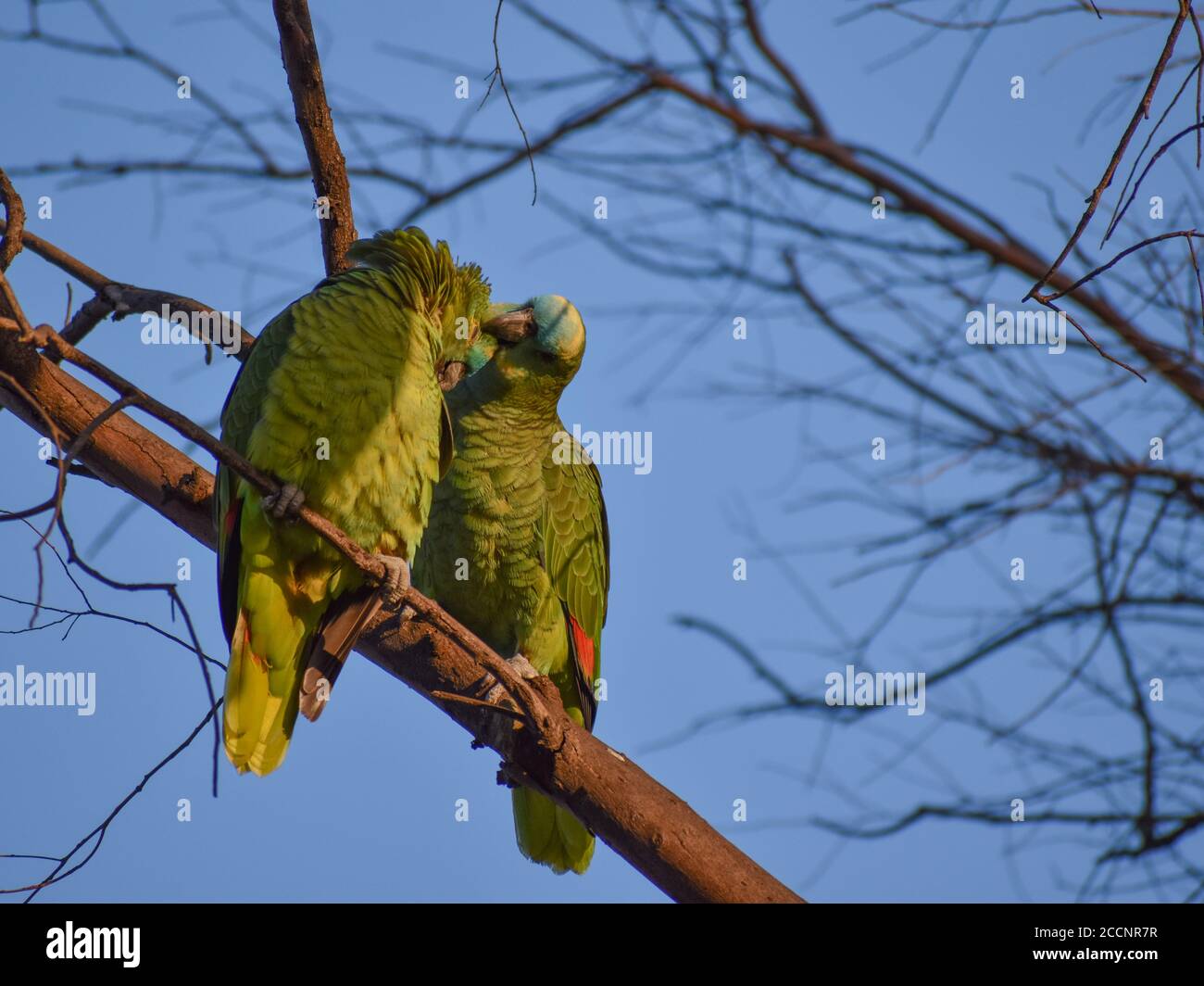 turquoise-fronted amazon (Amazona aestiva), also called the turquoise-fronted parrot, the blue-fronted amazon and the blue-fronted parrot, is a South Stock Photo