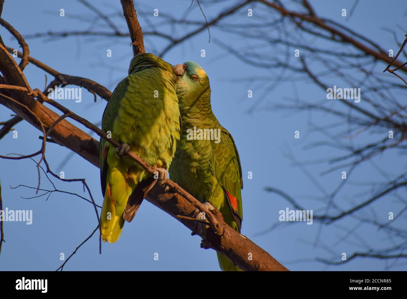 turquoise-fronted amazon (Amazona aestiva), also called the turquoise-fronted parrot, the blue-fronted amazon and the blue-fronted parrot, is a South Stock Photo