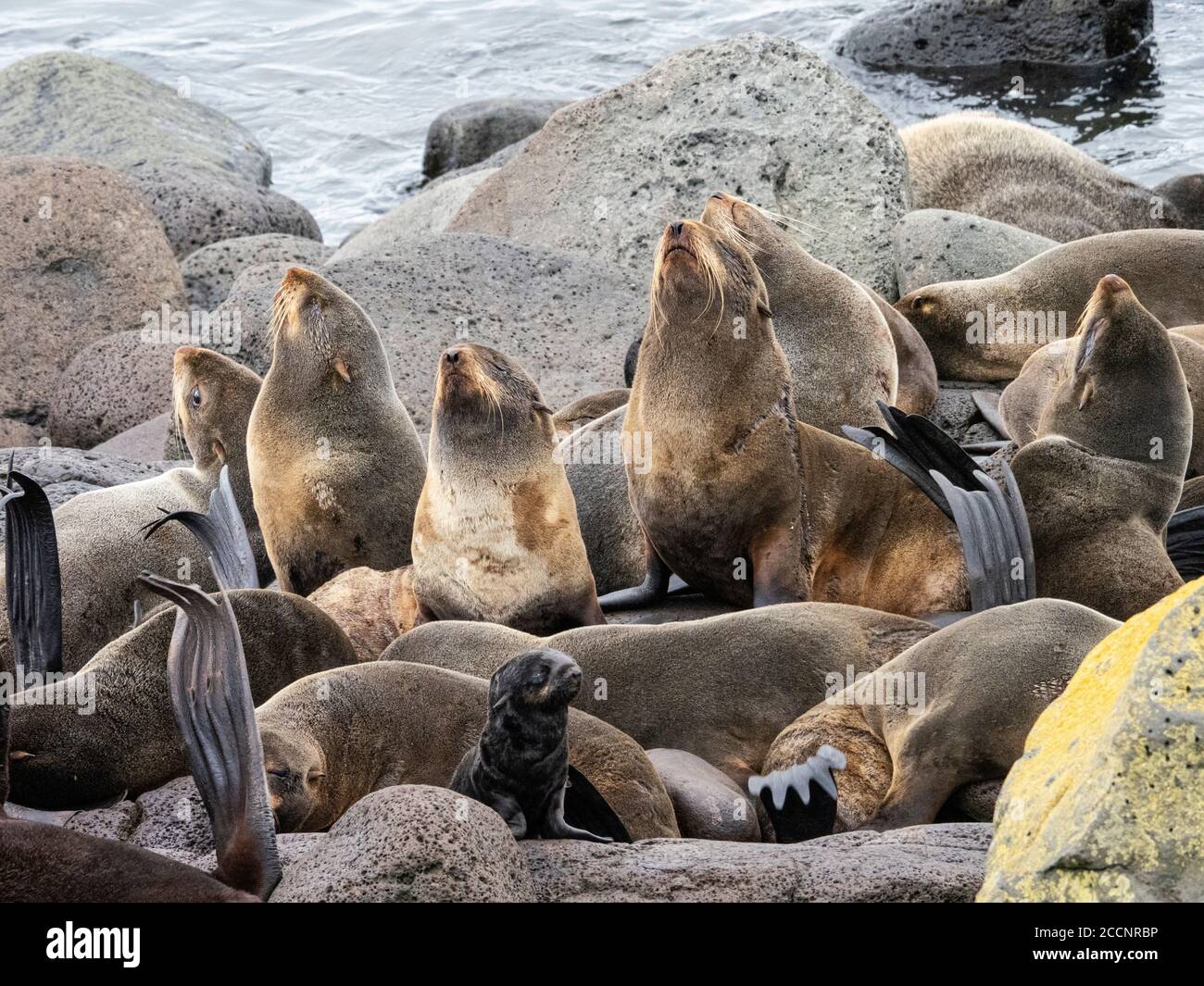 Breeding colony of northern fur seals, Callorhinus ursinus, on St. Paul Island, Pribilof Islands, Alaska. Stock Photo