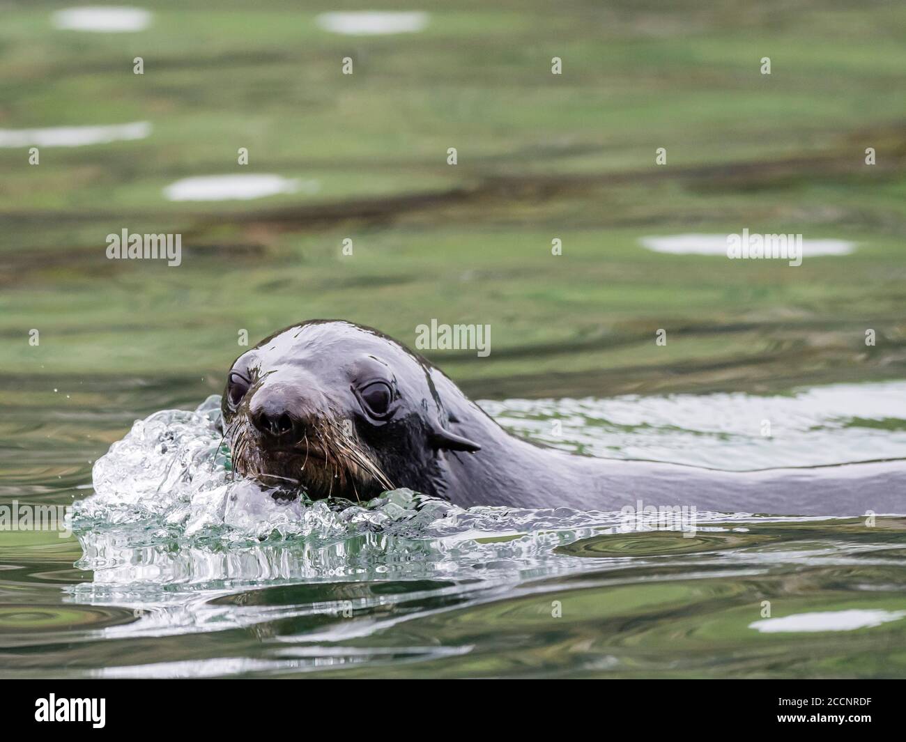 Young northern fur seal, Callorhinus ursinus, on St. Paul Island, Pribilof Islands, Alaska. Stock Photo