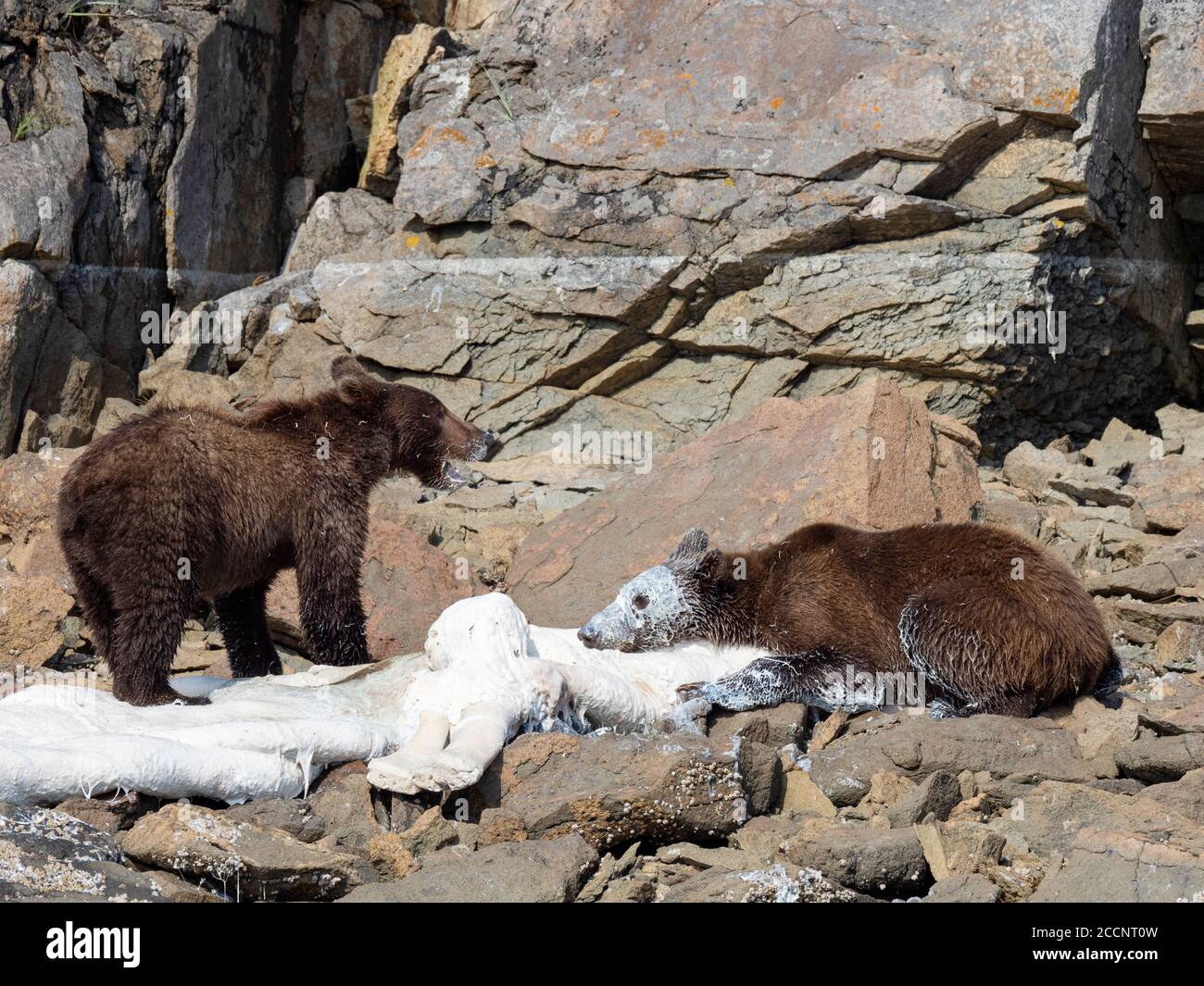 Young brown bears, Ursus arctos, feeding on dead beluga, Geographic Harbor, Katmai National Park, Alaska, USA. Stock Photo