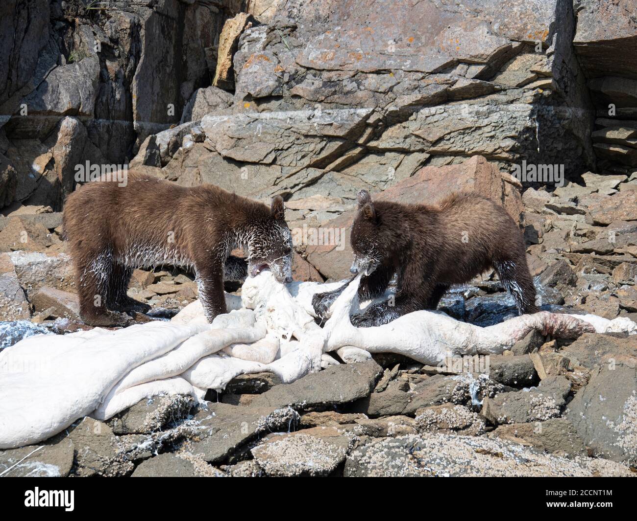Young brown bears, Ursus arctos, feeding on dead beluga, Geographic Harbor, Katmai National Park, Alaska, USA. Stock Photo