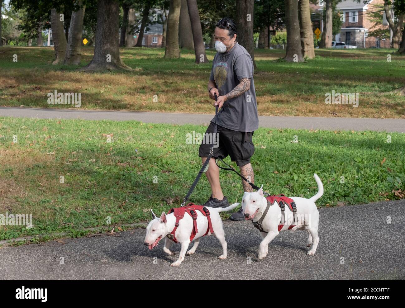 A man with multiple tattoos walks his 2 bull terriers in a park in Flushing, Queens, New York City. Stock Photo