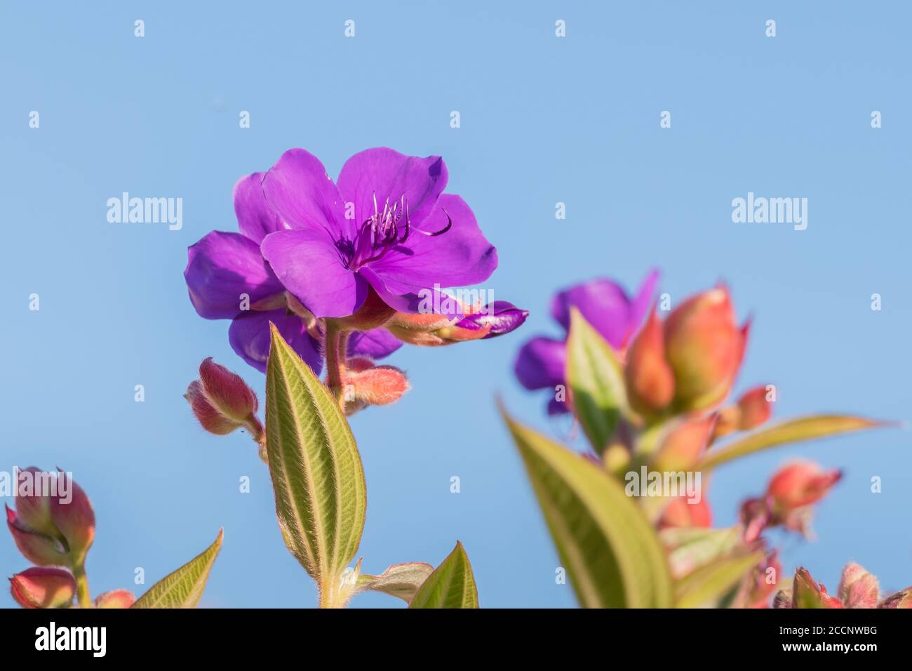 purple flowers from plant glory bush with sunlight Stock Photo