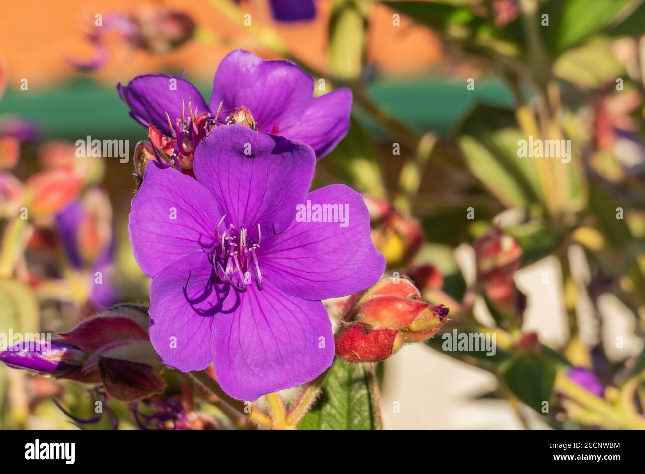 purple flowers from plant glory bush with sunlight Stock Photo