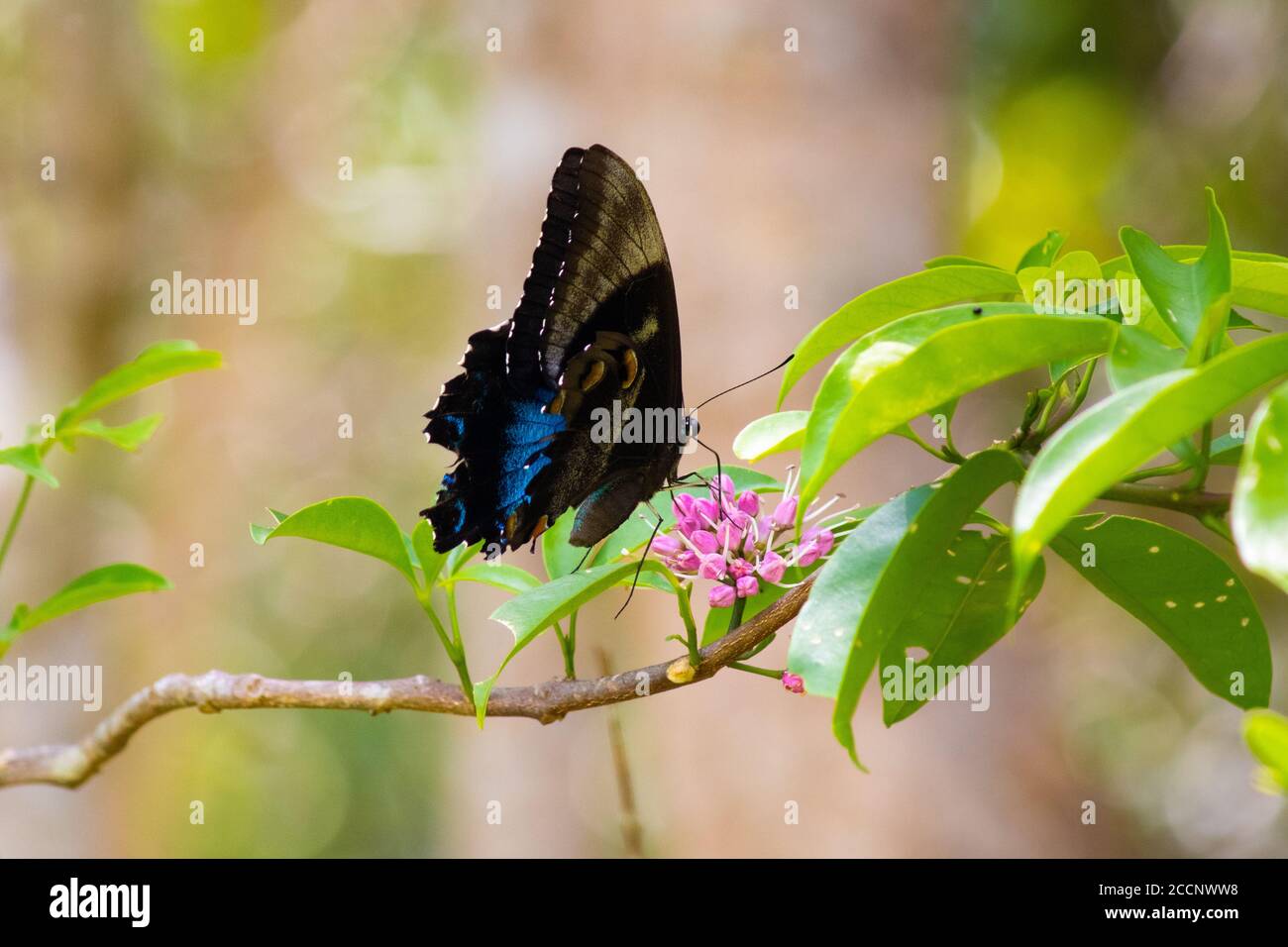Close up picture of Ulysses butterfly on a flower (Papilio ulysses). Iconic symbol. Alive. Profile, outer side of wings. Pink flowers. Australia Stock Photo