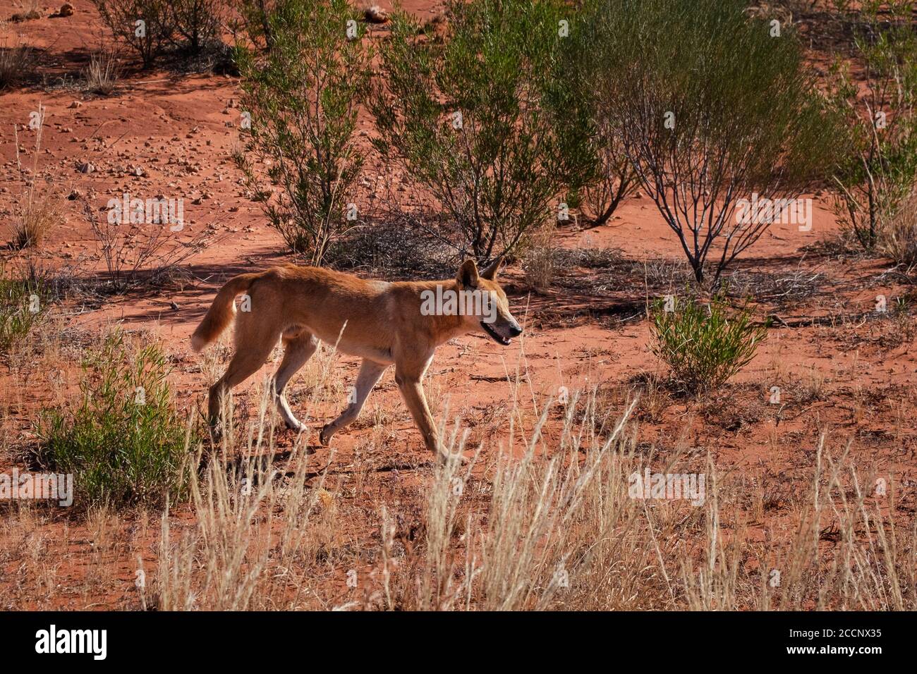 Wild dingo walking on the bush, looking for food. Wild dog, male, light