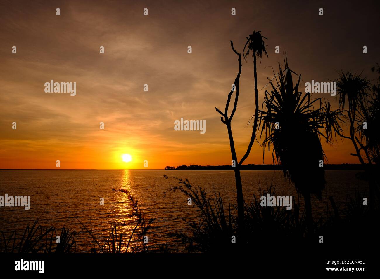 Sunset. Silhouettes of wild plants at foreground. Sun hiding on the